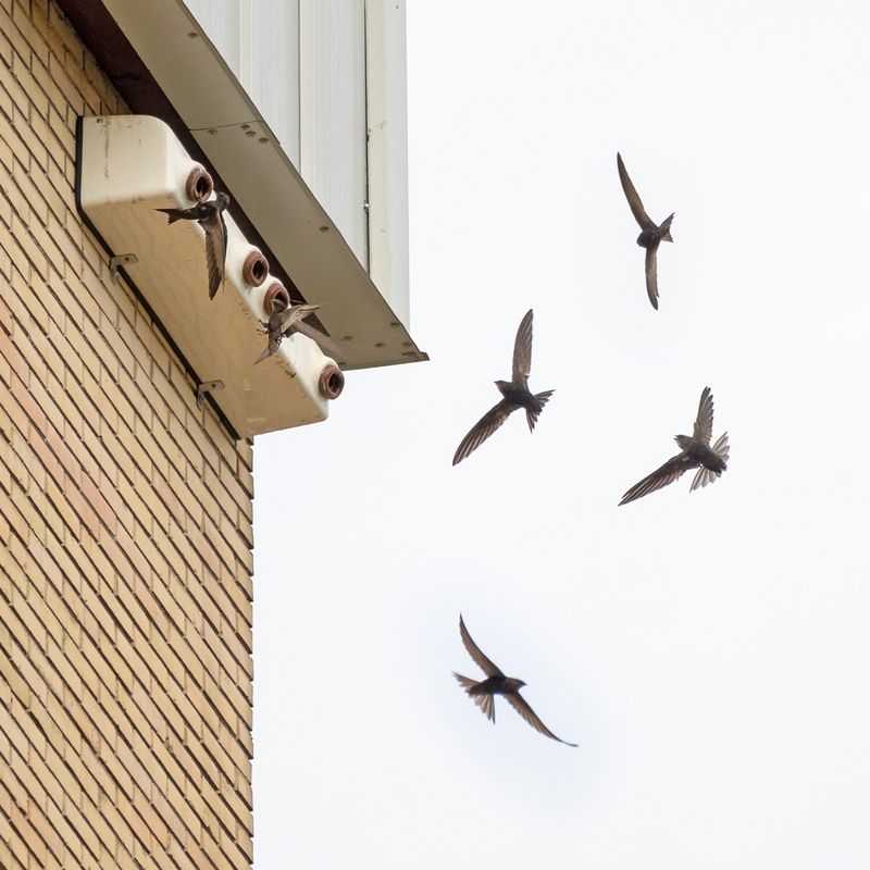 SEO/BirdLife ofrece consejos para proteger a los vencejos